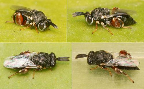 Réf. 194 520 : Brachymeria podagrica